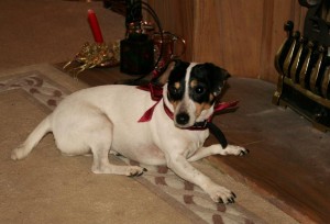 Dolly infront of the fireplace